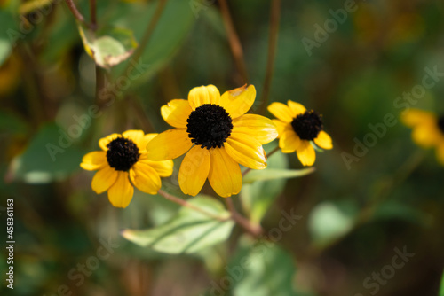 Bright yellow flowers on a blurred green background in early autumn on a sunny September day