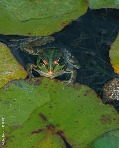 Vertical shot of a small frog in the water pond