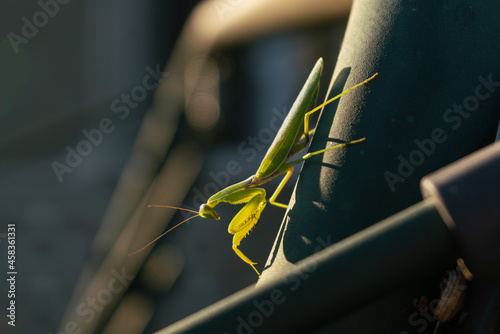 Green praying mantis in rays of sunlight on a dark background