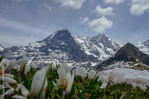 Switzerland, Panoramic view on Eiger, Monch and Jungfraujoch and green Alps around Mannlichen with spring flowers photo