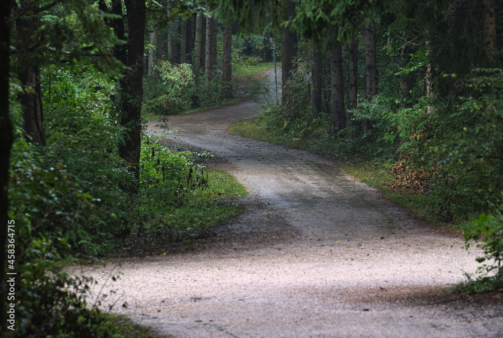 Obraz premium The first signs of autumn in the Monticolo Forest in Italy's South Tyrol.