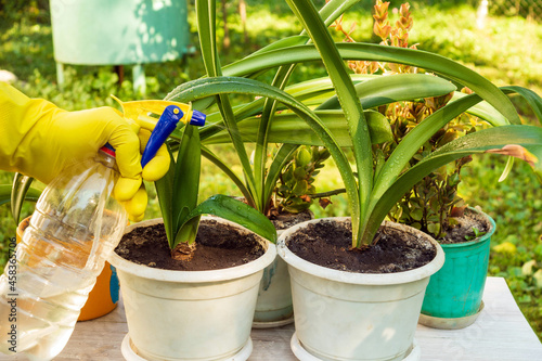 The florist moisturizes with a sprayer home flowers. Houseplant care concept. Prevention of indoor plants.