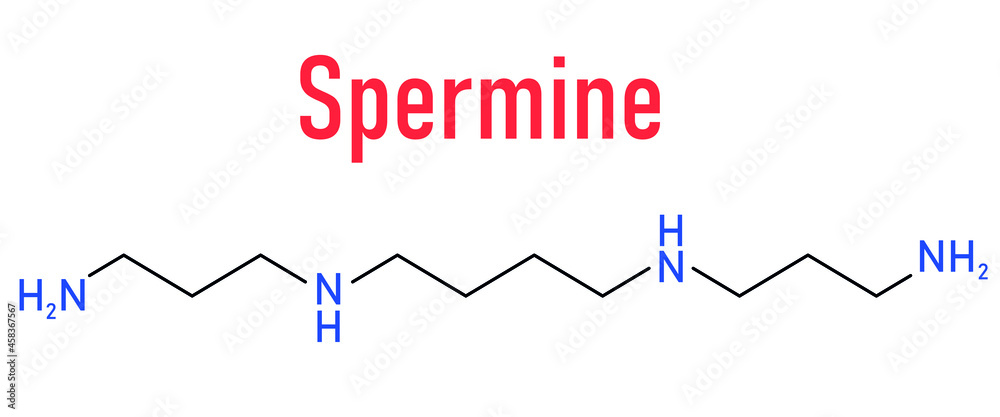 Spermine molecule. Skeletal formula. Polyamine involved in cellular metabolism that is found in all eukaryotic cells. Spermine molecule. Skeletal formula. Polyamine involved in cellular metabolism that is found in all eukaryotic cells.