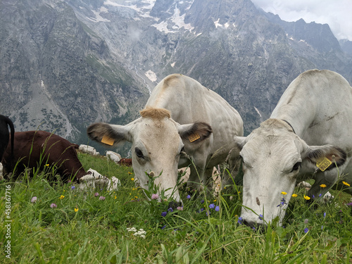 Grazing white and brown cows with tags. Grass feeding cattle in Switzerland Alps meadow