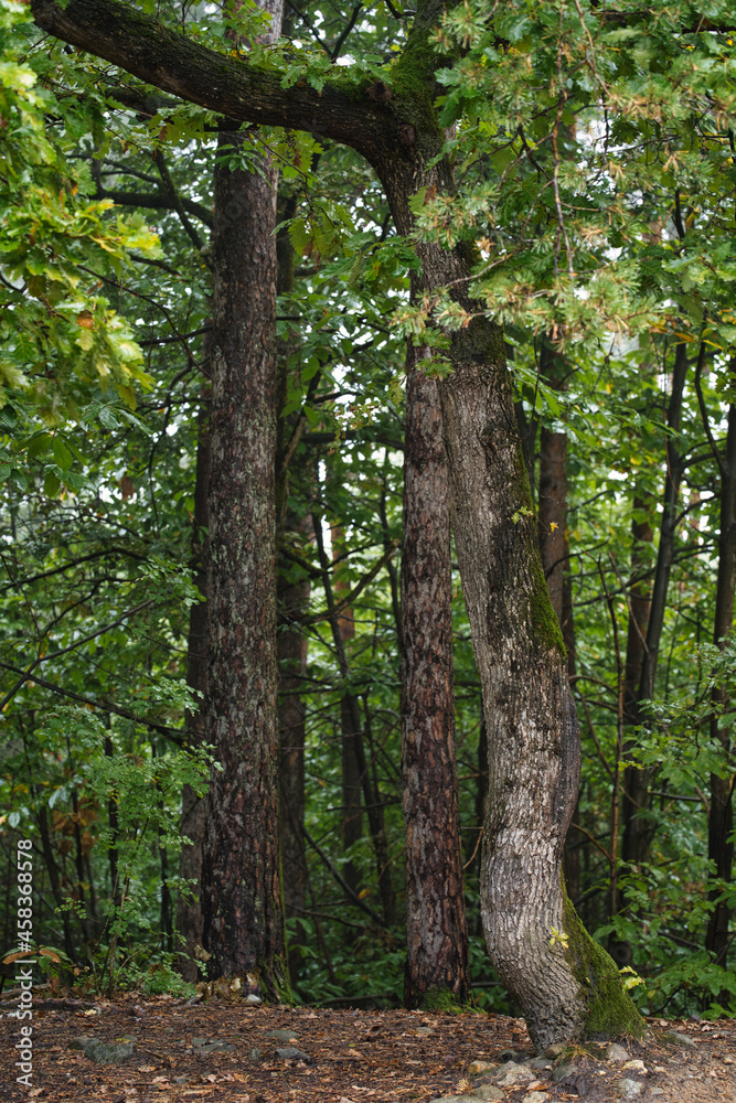 Naklejka premium The first signs of autumn in the Monticolo Forest in Italy's South Tyrol.