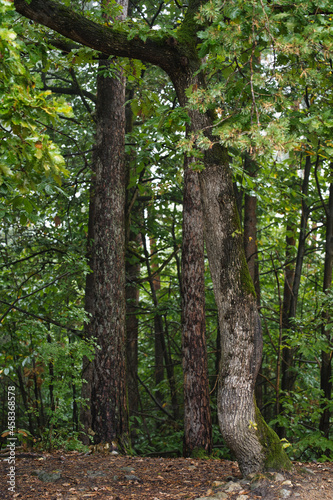 The first signs of autumn in the Monticolo Forest in Italy's South Tyrol.