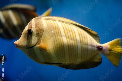 Canvastavla Close-up Of Fish Swimming In Sea