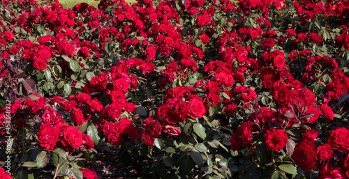 Floral. Garden design and landscaping. Beautiful Rosa Europeana flower bed of blooming flowers of red petals, in the garden in spring.