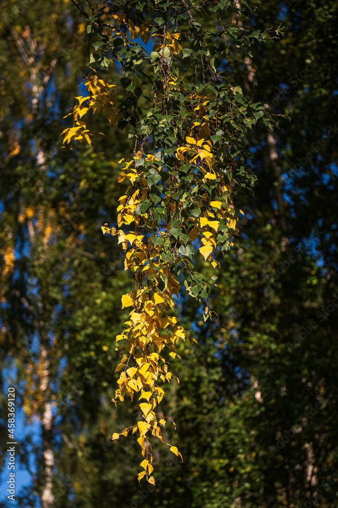 Birch trunks and branches with green and yellow leaves in the autumn day. Birch trunks and branches with green and yellow leaves in the autumn day.