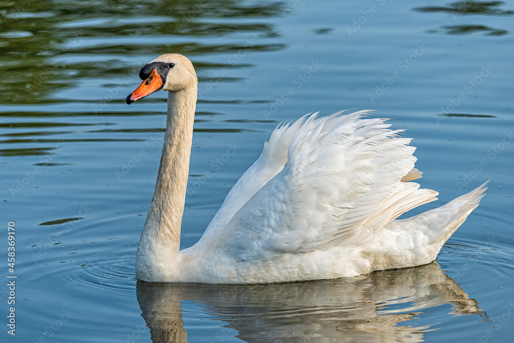 Naklejka premium Swan On a river in Serbia. A close up of a Swan in river