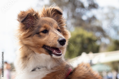 Cute Happy Puppy outdoors.  Active working herding breed Shetland Sheepdog 4 month old dog. © Audrey
