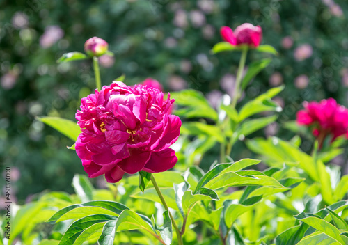 Pink peony and fresh tender spring garden