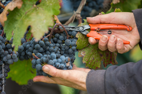 Willi Opitz Weingut