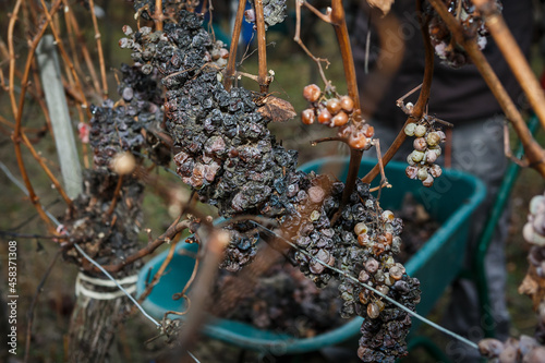 Picking Trockenbeerenauslese. Willi Opitz Weingut.