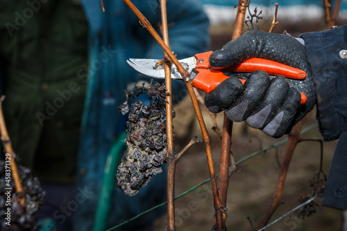 Trockenbeerenauslese. Willi Opitz Weingut photo