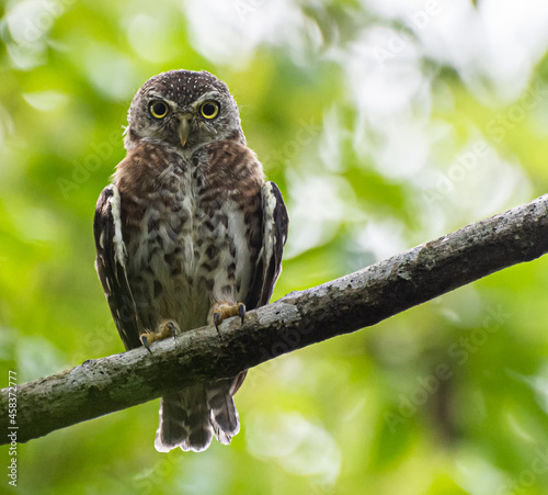 Closeup shot of a curious Siju Platanero sitting on the branch of the tree photo