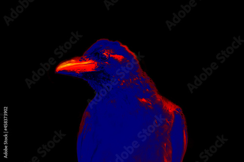 Indian jungle crow portrait. Scanning the animal's body temperature with a thermal imager