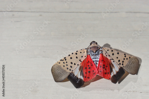 Closeup of adult spotted lanternfly (Lycorma delicatula) on light grey wood background. photo