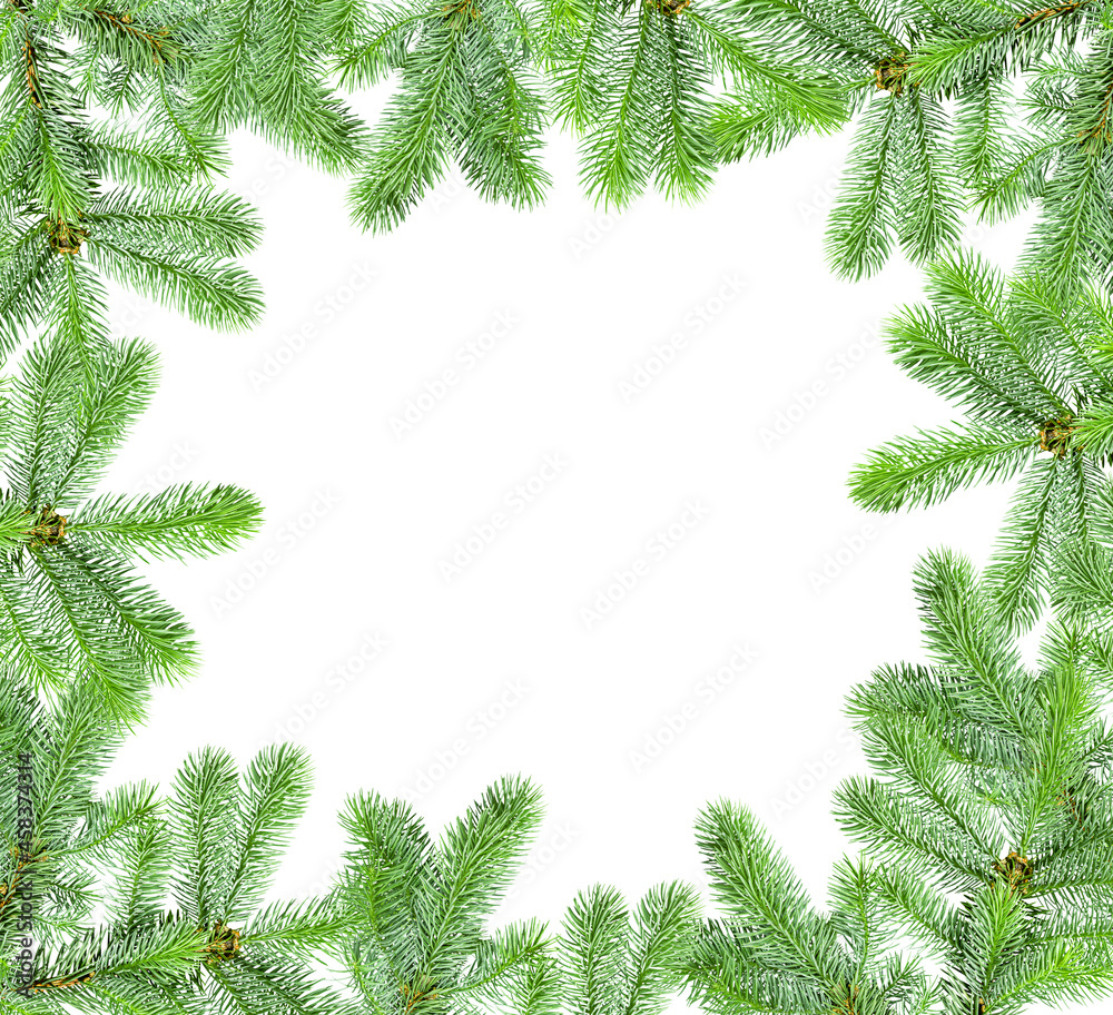 frame of Christmas tree branches isolated on a white background with a copy space