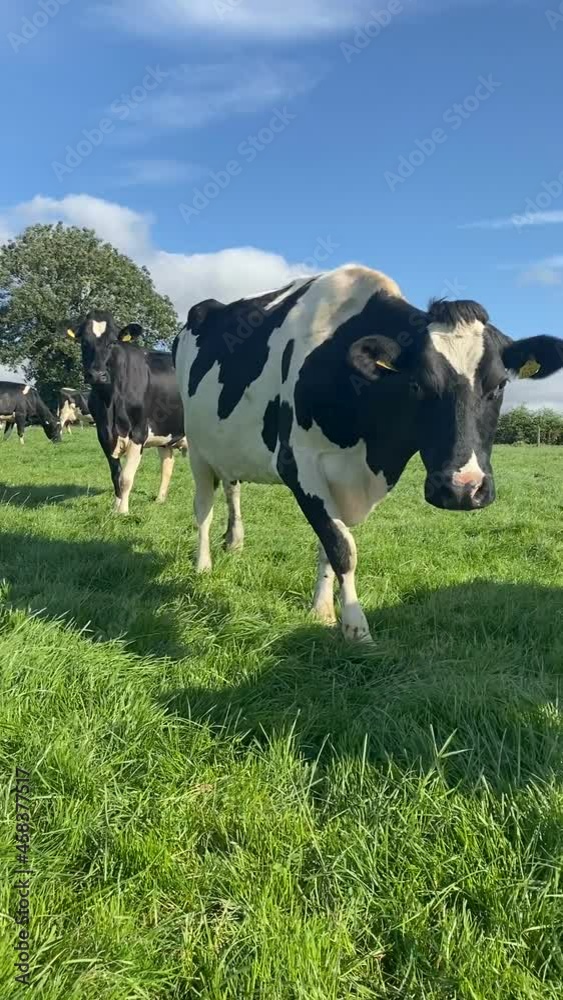 The herd of holstein milk cows grazing on pasture during warm sunny day in summer on blue sky background The herd of holstein milk cows grazing on pasture during warm sunny day in summer on blue sky background