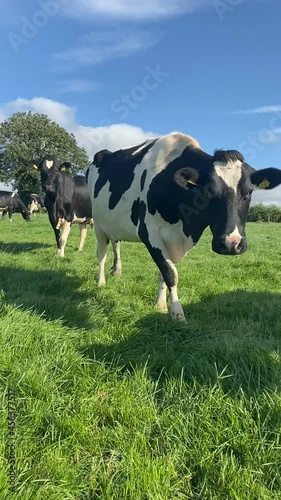 The herd of holstein milk cows grazing on pasture during warm sunny day in summer on blue sky background