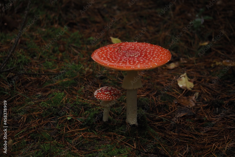 toadstool in the Polish forest