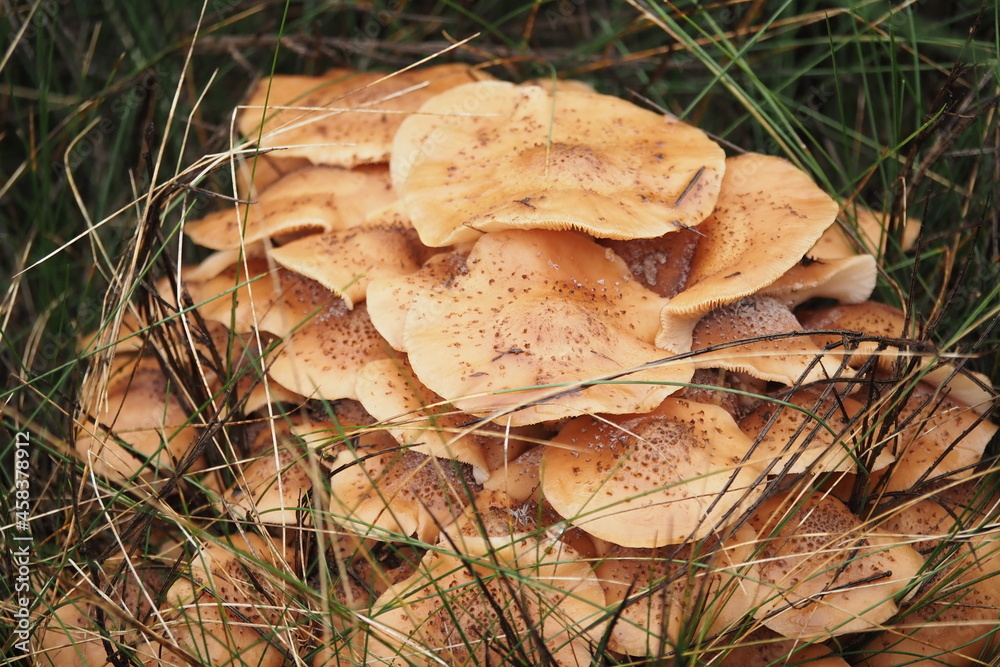 a cluster of honey fungus in the Polish forest