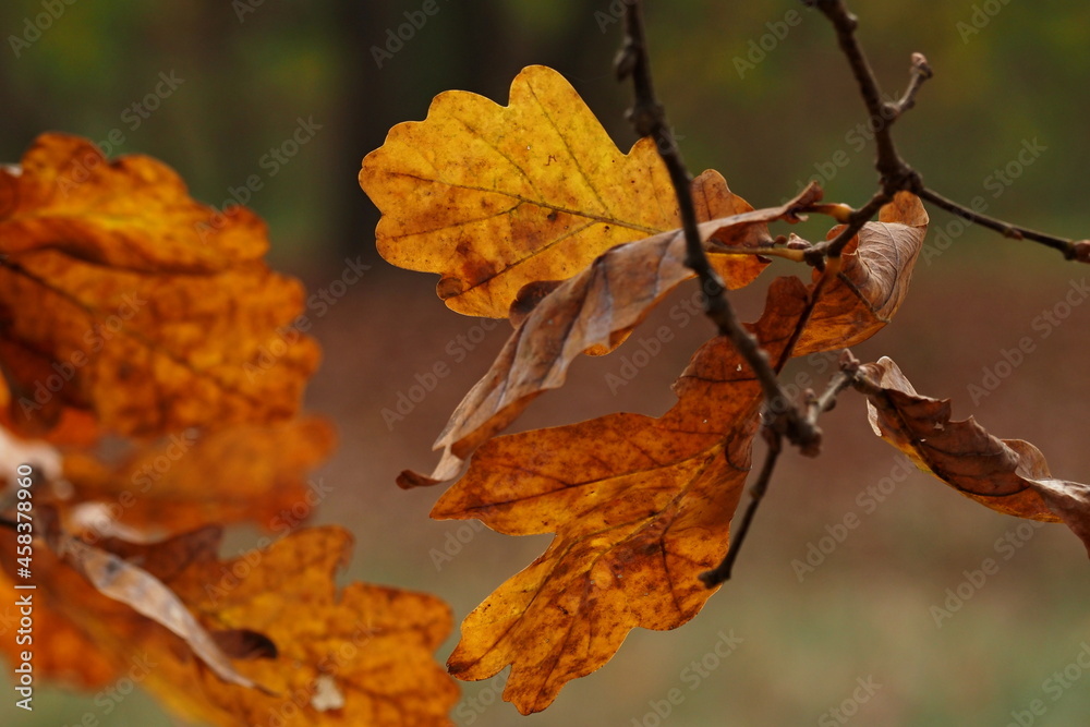 autumn oak leaves in fall colors