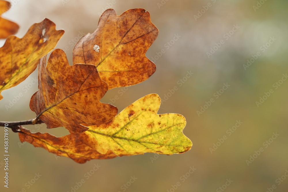 autumn oak leaves in fall colors