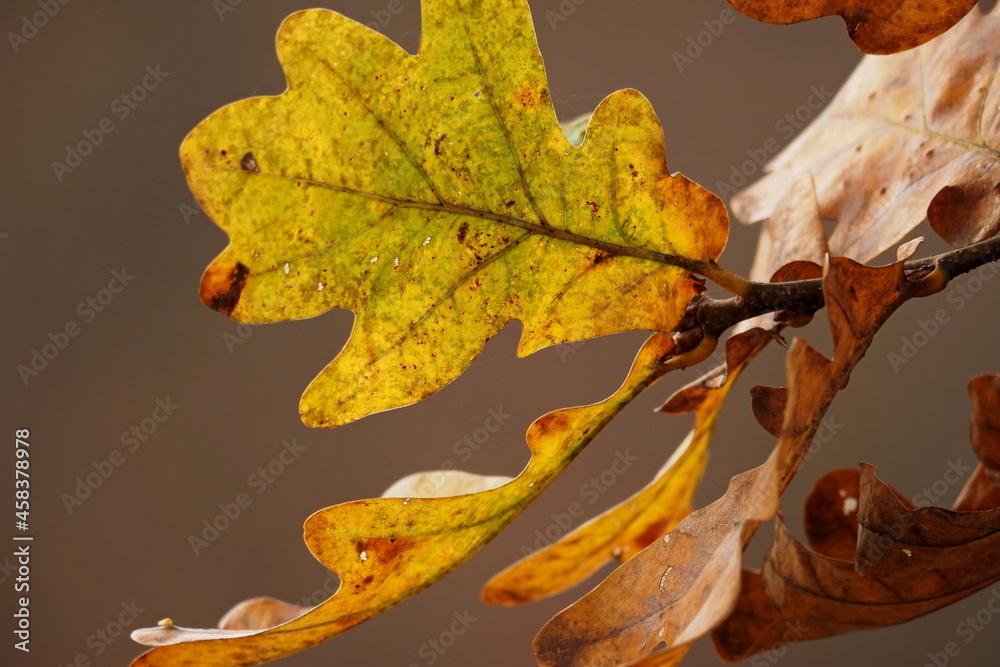 autumn oak leaves in fall colors