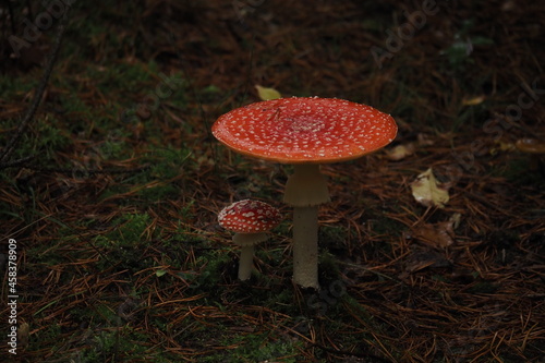 Obraz na płótnie toadstool in the Polish forest w salonie