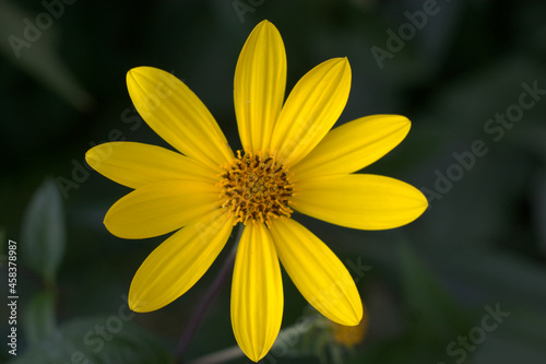Macro of a showy goldeneye flowering in the middle of summer