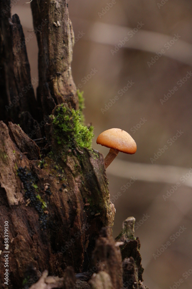 a small mushroom on a tree trunk