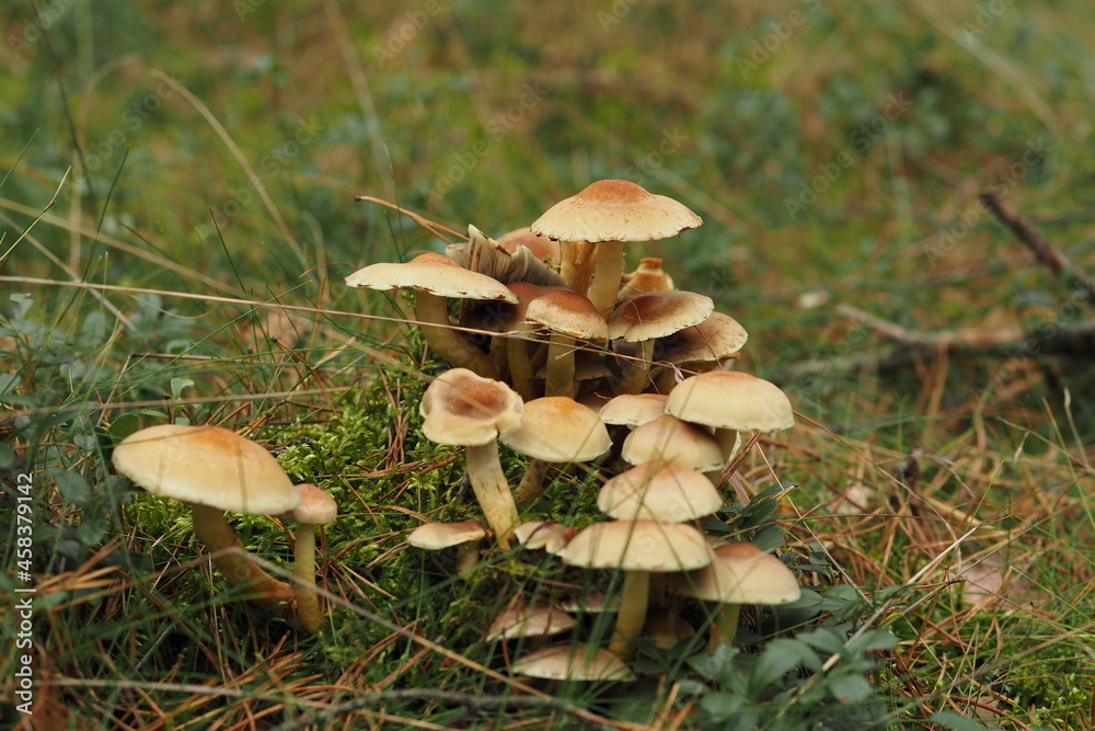 bundle buttermilk often confused with armillaria