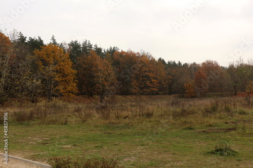 Obraz na płótnie Bielański Forest in the colors of autumn w salonie