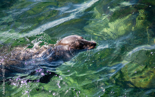 seal in water in La Jolla CA © Michael