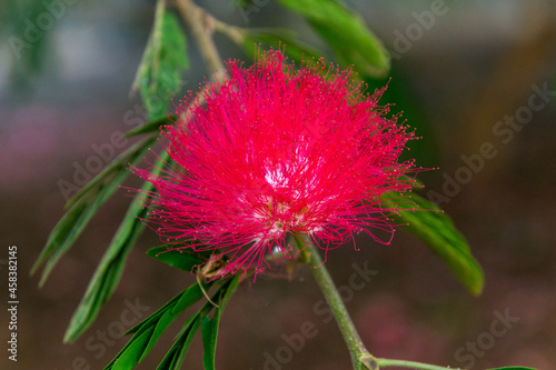 Calliandra haematocephala pertenece a la familia Fabaceae