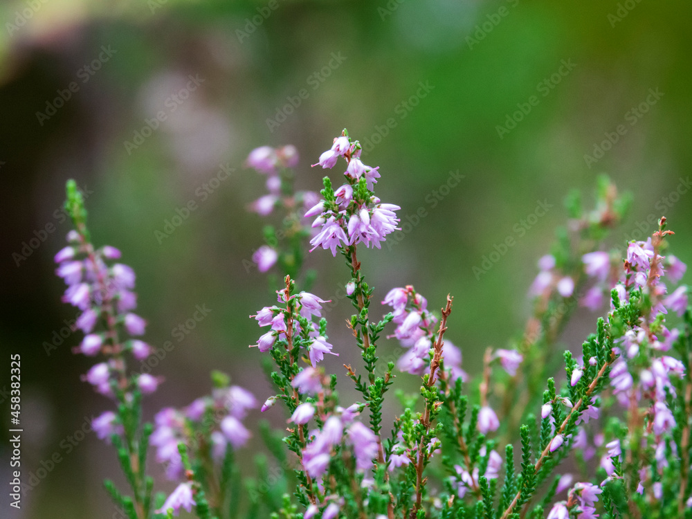 fleurs de Bruyères fleurs de Bruyères