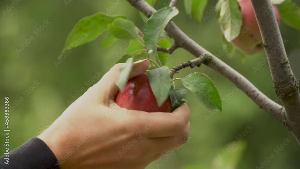Man's hand picks a ripe red apple from a tree branch closeup