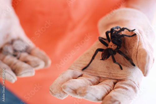 Closeup shot of a hand holding a tarantula Fototapeta