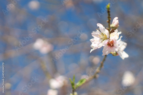 Billede på lærred Closeup shot of a cherry blossom branch