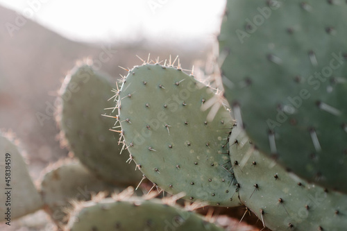 Stampa su tela Closeup shot of a prickly cactus plant