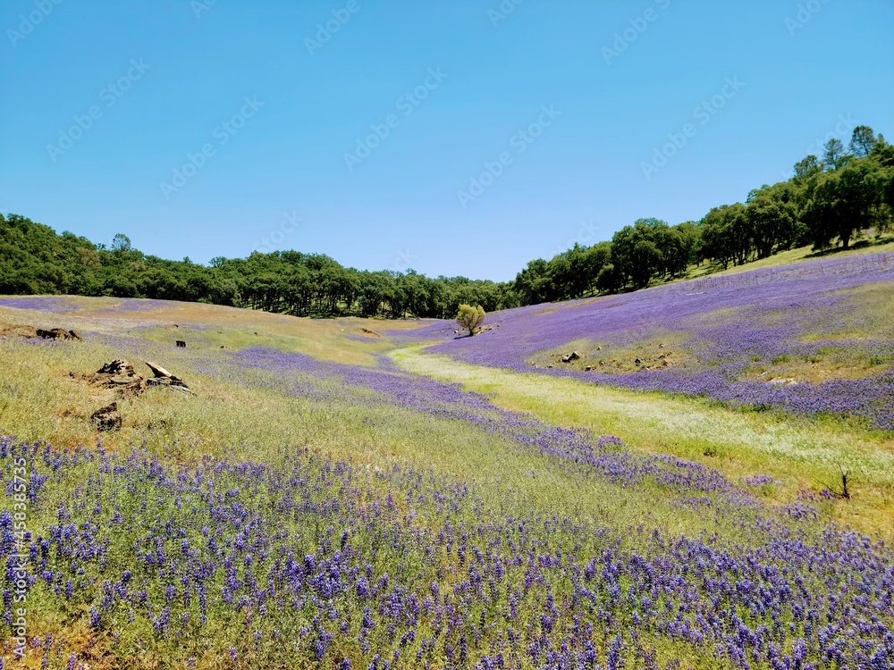 Fototapeta premium Lupine, California, Superbloom
