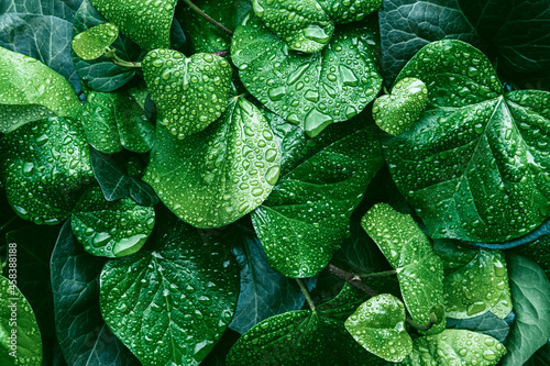 Texture of many fresh beautiful leaves with raindrops. Natural background.