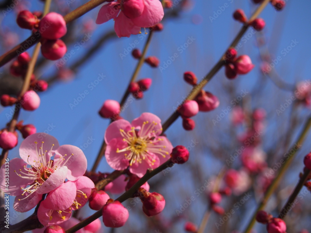 梅の花