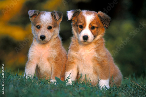 two cute border collie puppies sitting together in grass.