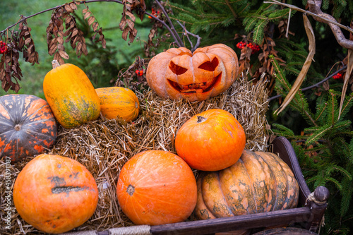 Several Halloween pumpkins on straw. preparation and decor for the holiday of Halloween.
