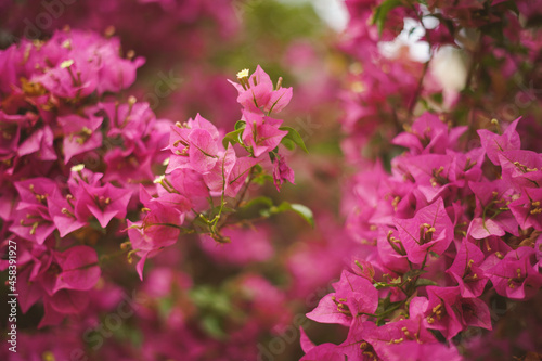 Wallpaper Mural Pink Flowers in nature -Beautiful Bougainvillea Torontodigital.ca