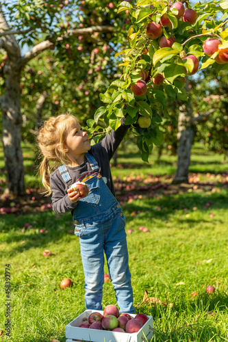 apple picking in an orchard on the island of Orleans
