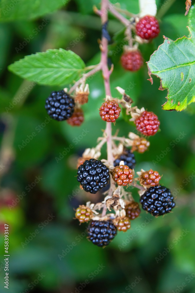 Black and red berries wild shrub with Black and red berries wild shrub with